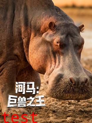 河马：巨兽之王